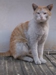 돌봄 길냥이 - (꽃냥이 티앤알 후기)대구 상동 노랭이 해진이