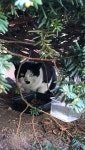 돌봄 길냥이 - 회색냥이 저를 무시해요.