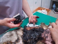 돌봄 길냥이 - 타르 범벅속에서 있던 녀석입니다 aqua님께서 구조하셨습니다