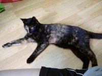 돌봄 길냥이 - 오늘은 까망이랑 남친을 소개합니다 ^------^