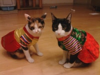 돌봄 길냥이 - 우리집 아가들이에요