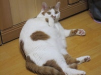 돌봄 길냥이 - 이제는 비만고양이가 된..