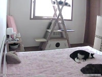 돌봄 길냥이 - 이 시각 현재 실시간 모습