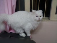 돌봄 길냥이 - 안산 상록수역,매화초등학교 주변에서 잊어버렸어요.