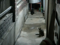 돌봄 길냥이 - 집앞을 죽치고 있는 고양이떼...