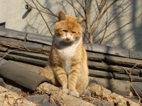 돌봄 길냥이 - 나리네....