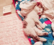 입양임보 - (인천/서울/경기) 용남파출소에서 구출한 용남이의 반려자를 찾습니다!