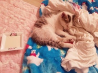 입양임보 - (인천/서울/경기) 용남파출소에서 구출한 용남이의 반려자를 찾습니다!