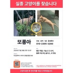 회원 입양/임보 - 부산 사하구 치즈 찾아요.