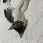 입양임보 - 101동 앞에서 발견된 일동이의 평생 집사를 구합니다.