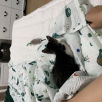 입양임보 - 101동 앞에서 발견된 일동이의 평생 집사를 구합니다.