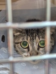 회원 입양/임보 - 2살 고등어냥이 다빈이 입양전제 임보처 구합니다~