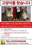 입양임보 - 병원을 나온 고양이가 도망쳤습니다.
