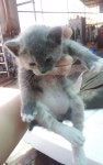 입양임보 - [ 입양완료 ] 길냥이 새끼 4마리 분양보내요 :)