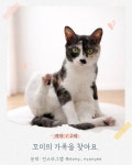 회원 입양/임보 - 아메숏이 한 스푼! 묘한 매력이 흐르는 꼬미 평생 가족 찾아요~