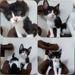 입양임보 - 서울양천)냥글냥글 4갤 개냥이 4남매 품어주세요