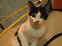 입양임보 - 부산/암3수2/4개월반 (첫번째 글- 암컷3마리)