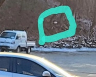회원 입양/임보 - 버려지고 다치고 ....