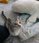 회원 입양/임보 - yeis