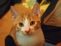 입양임보 - 부산/암3수2/4개월반 (두번째 글- 수컷 2마리)