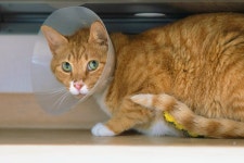 회원 입양/임보 - 9월부터 지낼곳이 어려워요 순자의 임보처 찾습니다