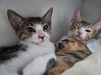 회원 입양/임보 - 삼남매 평생집사님 묘연을 기다리고있어요