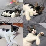 회원 입양/임보 - 부산 수영구 광안동 집나간 냥이를 찾습니다