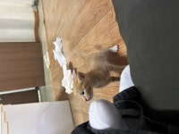 회원 입양/임보 - 우다다다 달리는게 너무 귀여운 말괄량이 돌풍이의 평생 가족을 찾습니다