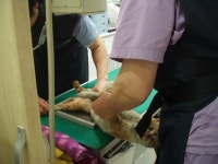 협회구조길냥이 - 구조된 하니동물병원에 있는 마당냥이 먹보예요