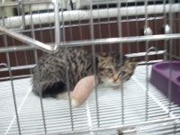 협회구조길냥이 - 자동차 엔진속에서 구조된 유석동물병원에 있는 꼬맹이입니다