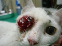 협회구조길냥이 - 비티님 구조/ 피눈물을 흘리고 있던, 안구적출 수술한 뮤뮤입니다 [목동하니병원]