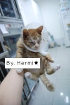 협회구조길냥이 - 땅콩이 병문안 댕겨왔어요옹~히히!^^