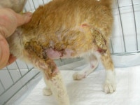 [목동하니병원] 협회구조길냥이 - " 개 물림, 누리는 힘차게 치료받고 있어요~ 꼬마 식신 누리입니다 ^^ [목동하니병원]