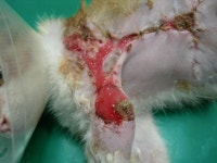 [목동하니병원] 협회구조길냥이 - " 개 물림, 누리는 힘차게 치료받고 있어요~ 꼬마 식신 누리입니다 ^^ [목동하니병원]