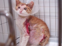 협회구조길냥이 -  개 물림, 누리는 힘차게 치료받고 있어요~ 꼬마 식신 누리입니다 ^^ [목동하니병원] 협회구조길냥이 - " 개 물림, 누리는... 
