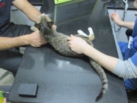 협회구조길냥이 - 동상묘 때코 오늘부터 고보협과 여러분의 도움으로 치료들어갔습니다.