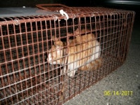 협회구조길냥이 - 동물구조관리협회에 TNR 수술 받고 오늘 오는 암냥 아랑이...