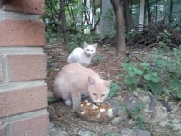 협회구조길냥이 - 크림이는 아직 입원치료중