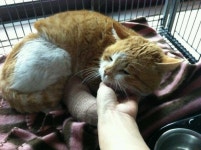 협회구조길냥이 - 감자가 임보엄마의 자식이 되었습니다.