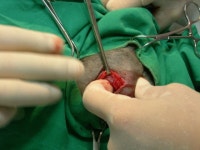 협회구조길냥이 - 비티님 구조/ 뮤뮤 남동생 꺄뮤 다리 다쳐 골두제거 수술 받았습니다 [목동하니병원]