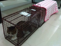 협회구조길냥이 - 성수탕 고양이 준엄이 퇴원후 방사했습니다.