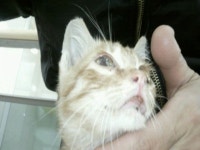 협회구조길냥이 - 하니병원에 입원해 있던 노문이..