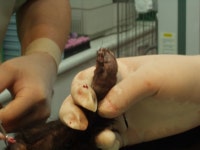 협회구조길냥이 - 올블랙 부부가 구조되었어요 신사동 캣대디의 구조건입니다