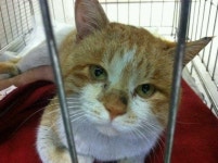 협회구조길냥이 - 감자, 수술 무사히 마쳤습니다..