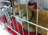 협회구조길냥이 - 감자, 수술 무사히 마쳤습니다..