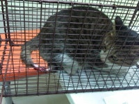 협회구조길냥이 - 남가좌2동 성수탕 인근 구조된 핸섬냥 준엄이 알고보니 교통사고로 꼬리를 다친거였습니다.