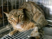 협회구조길냥이 - 코신코님이 구조한 미아동 얌전이 호흡기 질환 열심히 치료 받고 있답니다 ^^