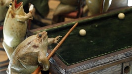 Weird and wacky: Frog Museum | story | Kids News Weird and wacky: Frog Museum