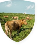 충북대학교 - 수의방역대학원Graduate School of Veterinary Biosecurity and Protection