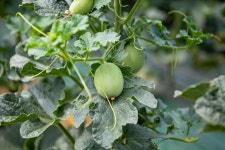 [ 먹거리추천 < 여행리포트 ]